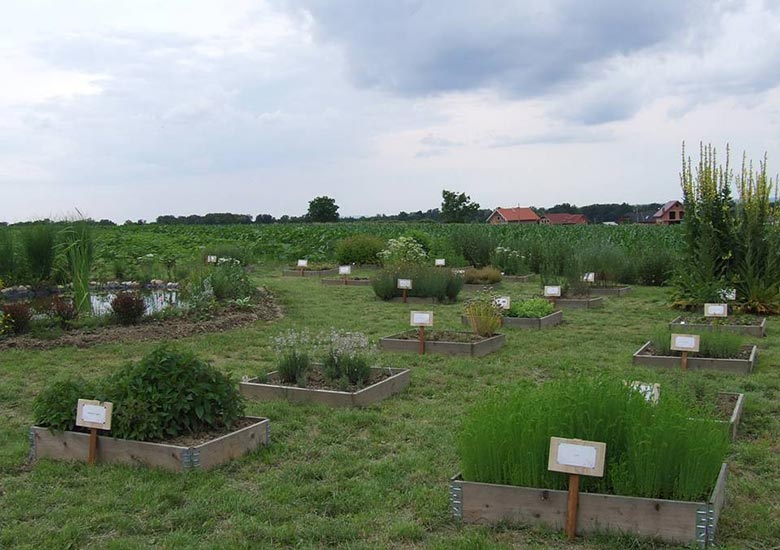 ZELIŠČNI VRT 8 Najem hiše v Prlekiji - Srnečeva domačija - Zeliščni vrt